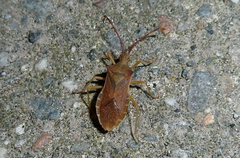 Coreidae: Gonocerus acuteangulatus della Lombardia (VA)